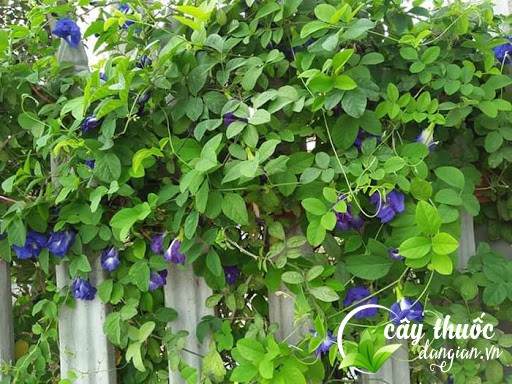 hoa-dau-biec-tu-leo-len-hang-rao